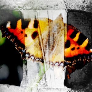 Varm sommerfugl fanget i vinterens kulde. Dramatikk i møte mellom fotografi og maleri.