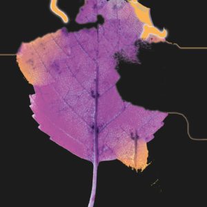 Høstløv i ny drakt.