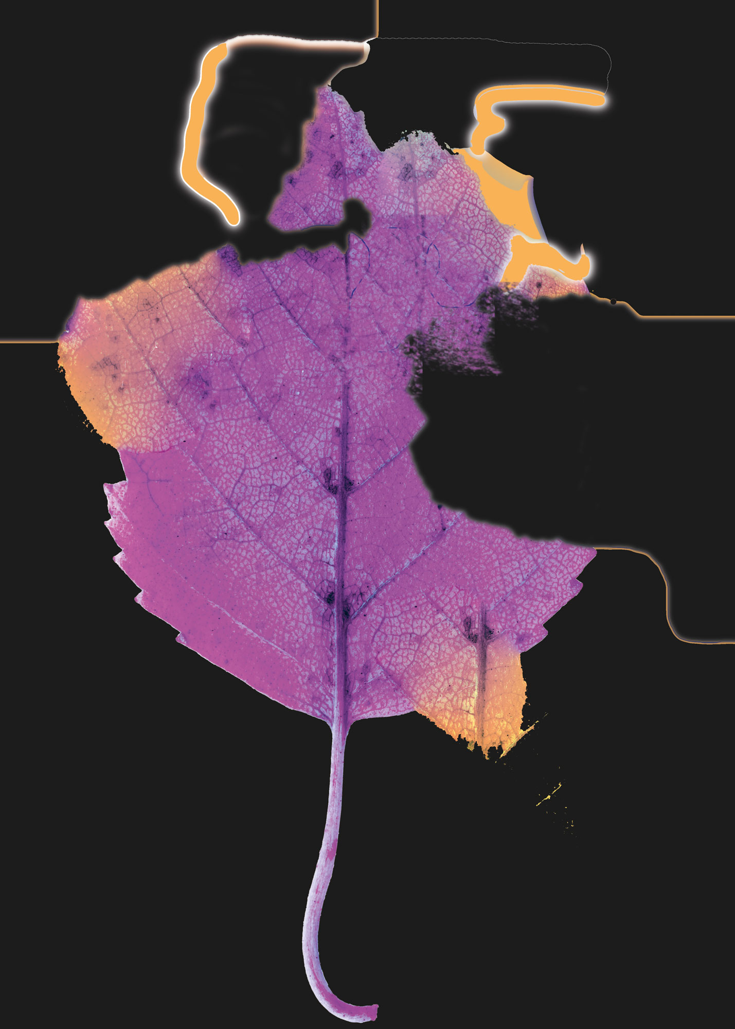 Høstløv i ny drakt.